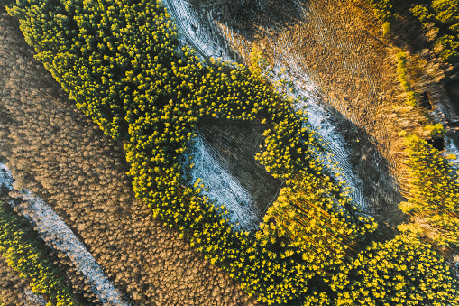 Aerial View Of Deciduous Trees Without Foliage Leaves And Green Forest In Landscape At Early Spring. Pine Forest In Deforestation Area Landscape. Drone View. Bird's Eye View.
