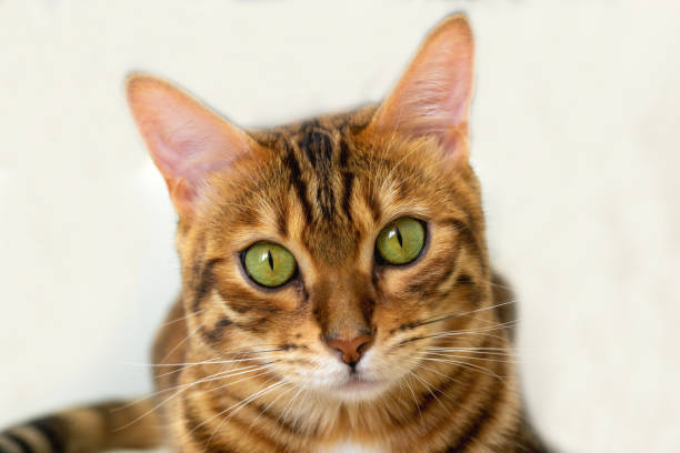 istock Beautiful bengal cat looking straight with curiosity, white background, studio shot 1263124434