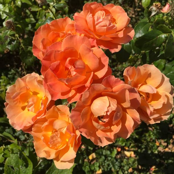 istock Whisky roses in full bloom 1263125056
