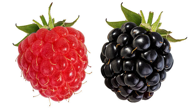 istock Blackberry isolated on white background with clipping path 1263125144
