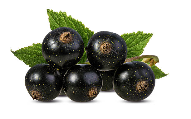 istock Black-currants with leaf isolated on white background with clipping path 1263125183