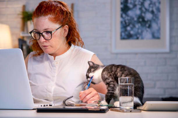 woman working from home kitten playing with her pen - animal cute exhaustion technology imagens e fotografias de stock