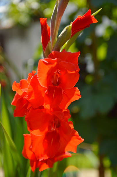 Beautiful Blooming red gladiolus Oscar on a black background. Flower head close-up.