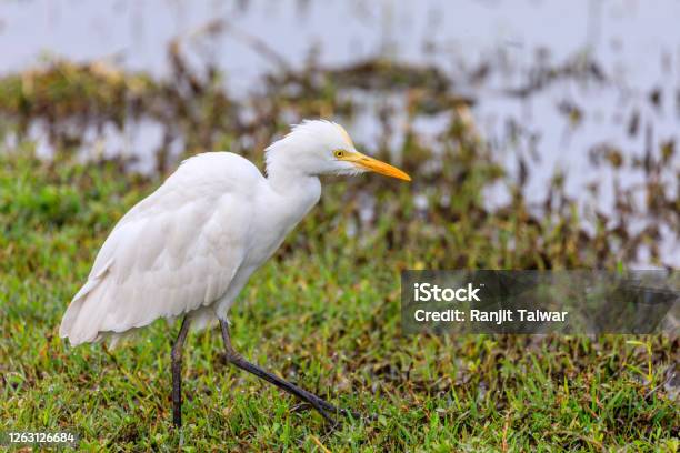 Cattle Egret Stock Photo - Download Image Now - Cattle Egret, Animal Behavior, Animal Wildlife