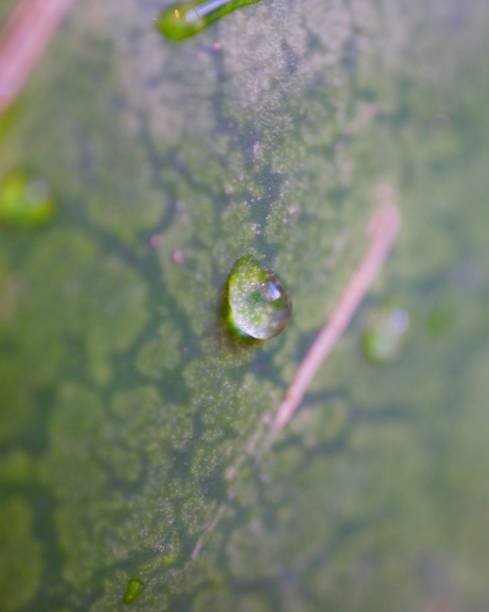 istock Water drop on a watermelon skin, closeup, macro, isolated 1263127984
