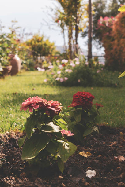 istock Newly planted carnation flowers. 1263128339