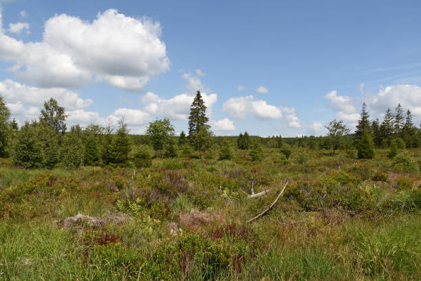 istock A meadow in High Fens, Belgium 1263128925