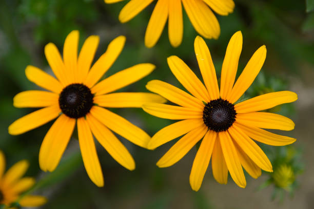 istock blooming rudbeckia hirta close up 1263128958
