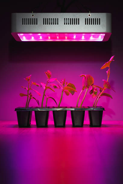 istock cucumber sprouts under led light grow lamp 1263128973