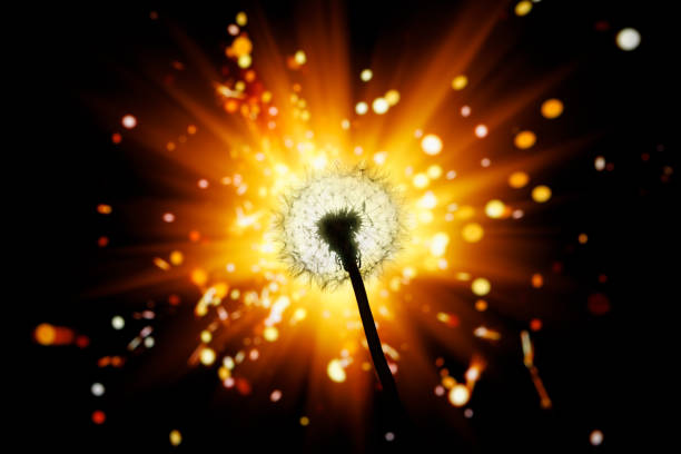 dandelion flower silhouette on shiny firework background, close-up view