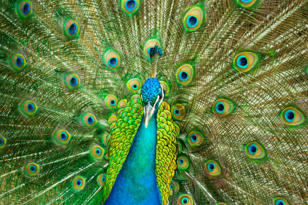 nahaufnahme eines schönen indischen männlichen pfauvogel zeigt seinen bunten federschwanz. - close up peacock animal head bird stock-fotos und bilder