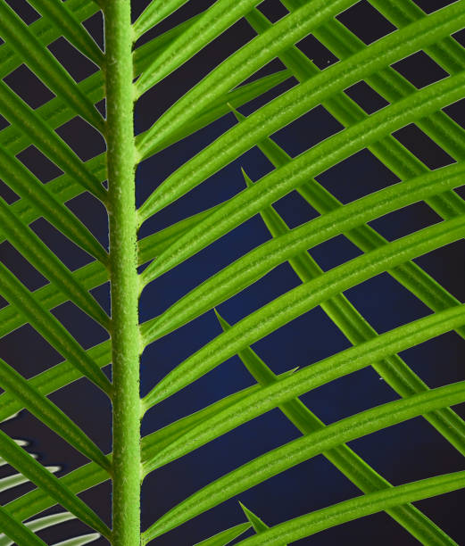 istock fragment of palm tree on colored background 1263130183