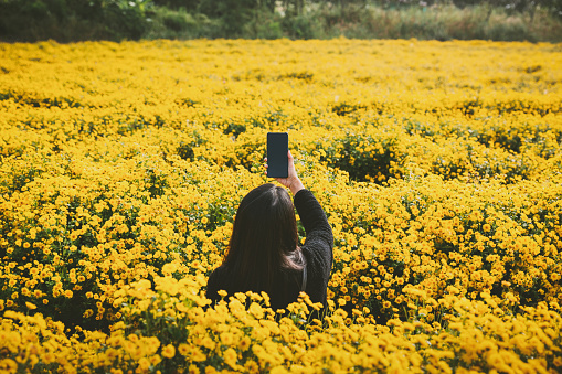 Winter travel relax vacation concept, Young happy traveler asian woman with sweater using mobile phone for selfie on yellow Chrysanthemum flower field with fog in garden at Chiang Mai, Thailand