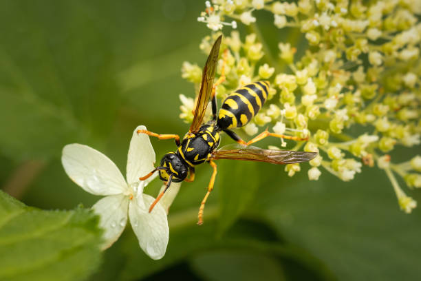 istock Top view on a paper wasp feeding on some white flower 1263131220