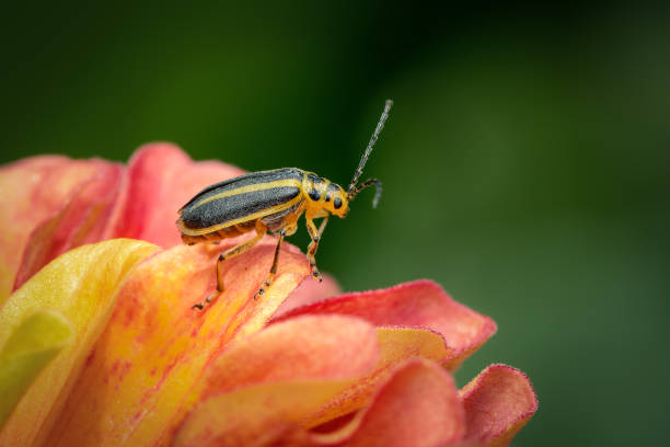 istock Small Coleoptera resting on a flower redan to take flight 1263131248
