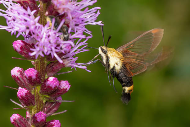 Snowberry Clearwing Moth feeding on pink liatris flowers stock photo