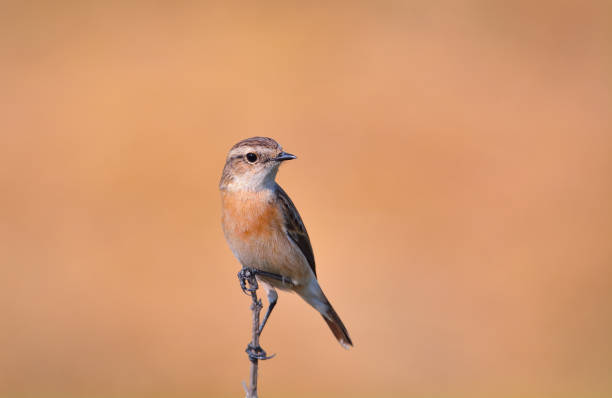 istock Siberian stone chat or Asian stone chat 1263131333