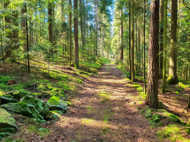 Pathway in green forest in summer, bavarian forest, germany Romantic hiking trail through the fir forest, bavarian forest, germany bavarian forest stock pictures, royalty-free photos & images