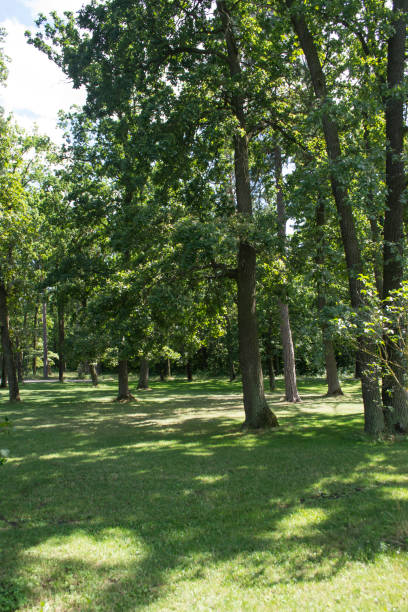 istock Summer forest landscape. Beautiful day. 1263132178