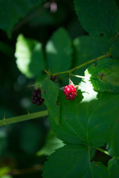 istock Wild berry in the forest. 1263132397
