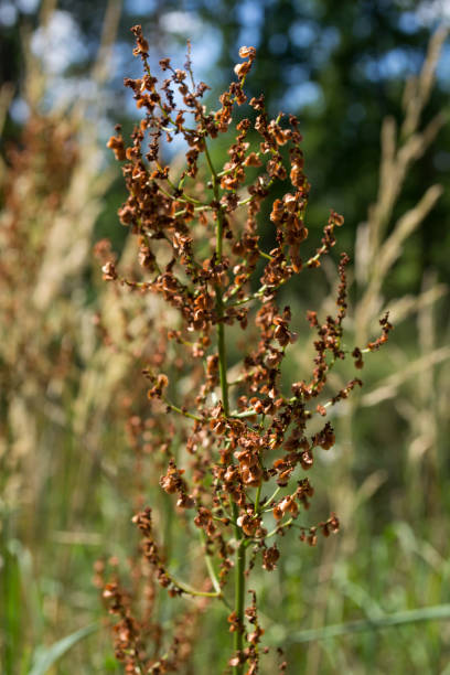 istock Dry wild plant macro shot. 1263132961
