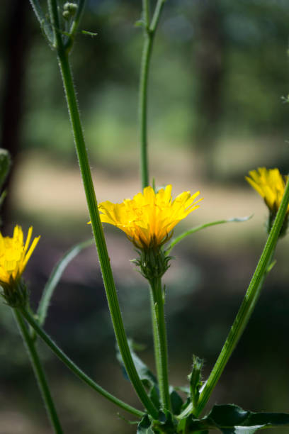 istock Yellow wild flower macro shot. Floral background. 1263133013
