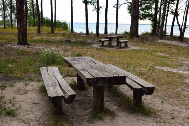istock Wooden table and two benches in a pine forest by the sea 1263133028