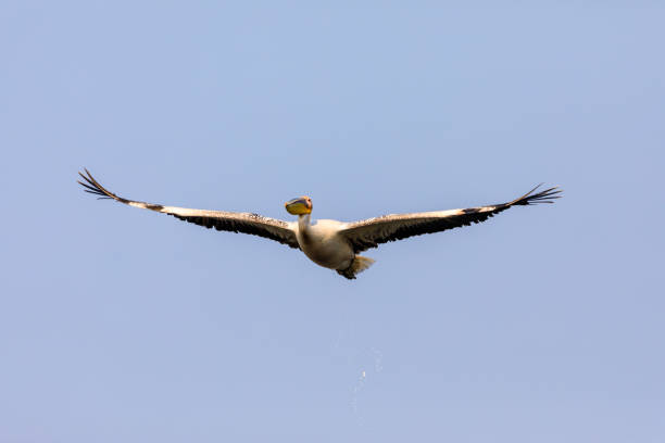 istock dripping wet Great White Pelican  in flight 1263133298