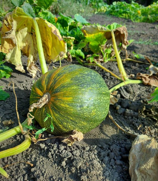istock Green pumpkin growing in the backyard garden. 1263133307