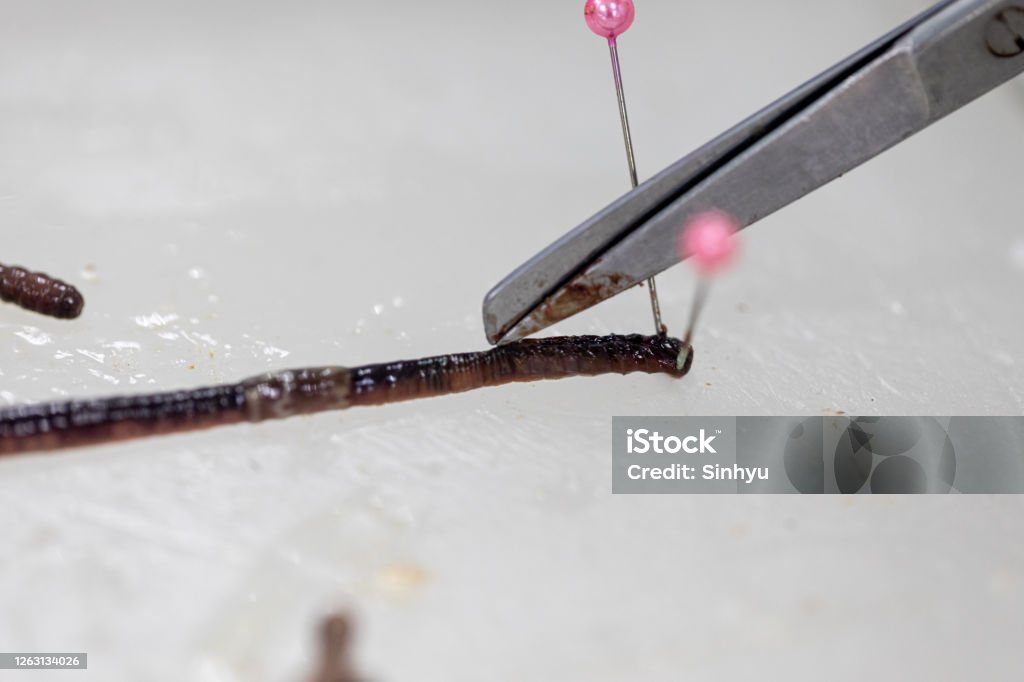 Earthworm Bio Lab Sample Study Earthworm In Laboratory Stock Photo - Download Image Now ...