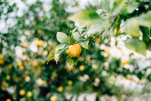 Lemon tree in a residential garden. Italy. Spring