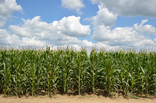 istock corn field in bright spring day with blue sky and white clouds 1263135198