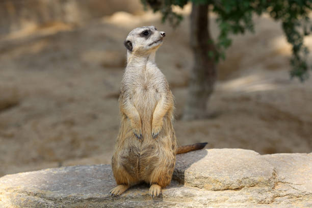 istock The meerkat stands on a stone and looks around 1263135367