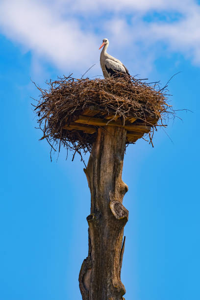 istock Stork in the nest 1263136132