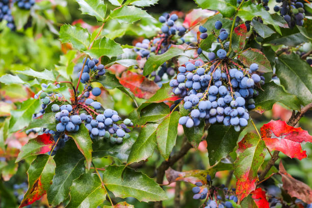 istock Oregon Grape Plants. Blue berries with red and green leaves 1263136139