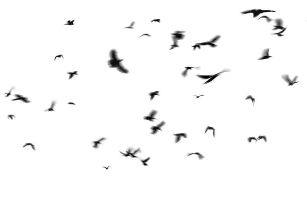 Photo of Flying black birds white background