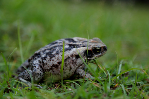 salvador, bahia / brazil - september 3, 2015: cane toad is seen on garden lawn in the city of Salvador.