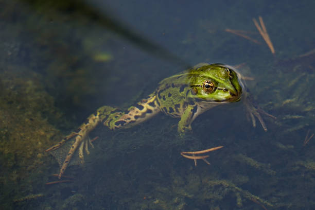 istock Edible green frog (Pelophylax kl. esculentus) swimming 1263137995