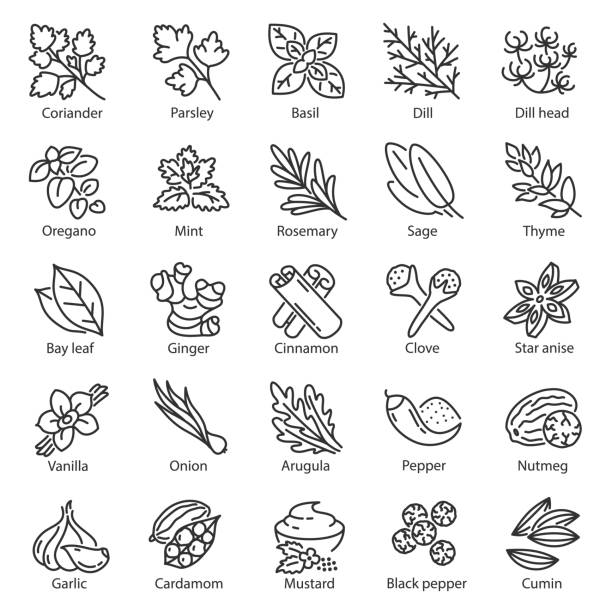 ilustraciones, imágenes clip art, dibujos animados e iconos de stock de conjunto de iconos de especias. hierbas de cocina, iconos lineales. condimento. jengibre, romero, salvia, tomillo, menta, cebolla, albahaca, rúcula, nuez moscada, mostaza, vainilla, etc., línea. trazo editable - herb