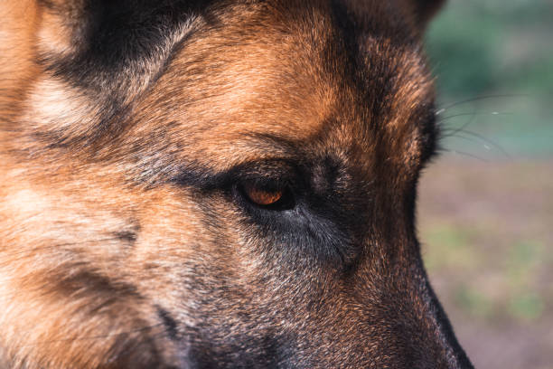 istock Muzzle of a dog close-up. The eyes of a German shepherd. 1263140555