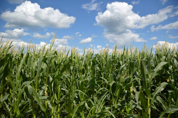 istock corn field in bright spring day with blue sky and white clouds 1263140628