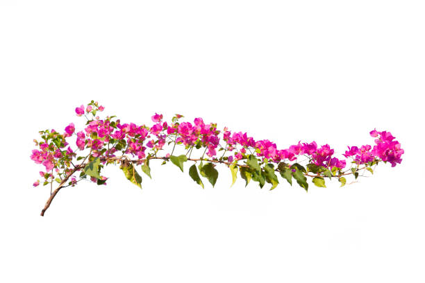 istock Bougainvilleas isolated on white background. Paper flower .  Save with Clipping path . 1263140983
