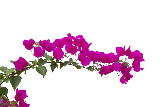 istock Bougainvilleas isolated on white background. Paper flower .  Save with Clipping path . 1263141028