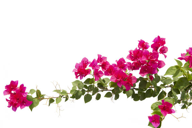 istock Bougainvilleas isolated on white background. Paper flower .  Save with Clipping path . 1263141035