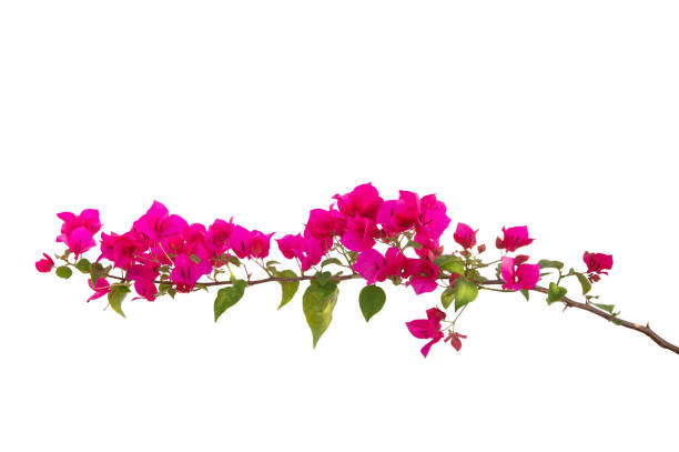 istock Bougainvilleas isolated on white background. Paper flower .  Save with Clipping path . 1263141041