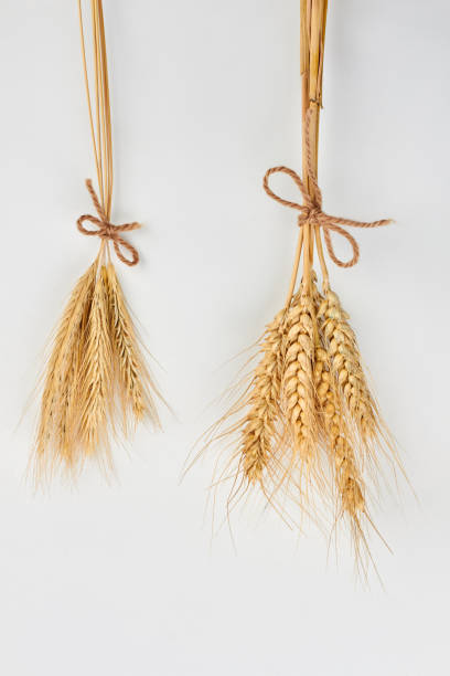 istock Wheat and barley ears, top view. 1263141715