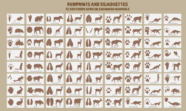 африканские млекопитающие лапы принты и силуэты - animal track stock illustrations