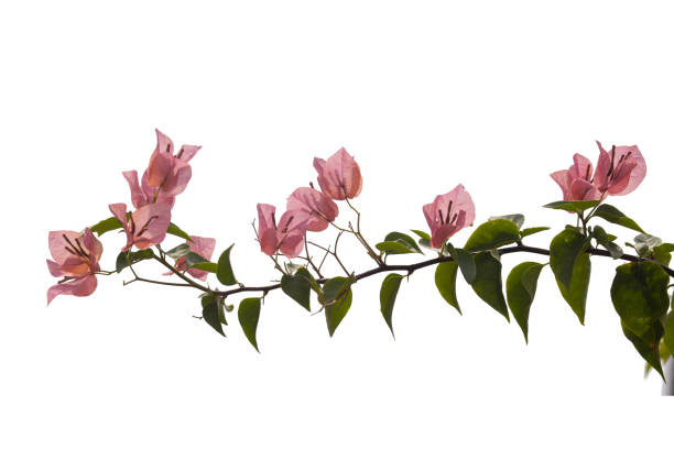 istock Bougainvilleas isolated on white background. Paper flower .  Save with Clipping path . 1263142779
