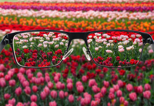 istock Focused tulips field when looking through glasses frame. Black metal glasses looking through colorful flower field. Glasses for people with visual impairment 1263142813