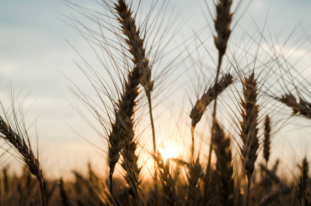 istock spikelets of wheat at sunset blurry 1263142888